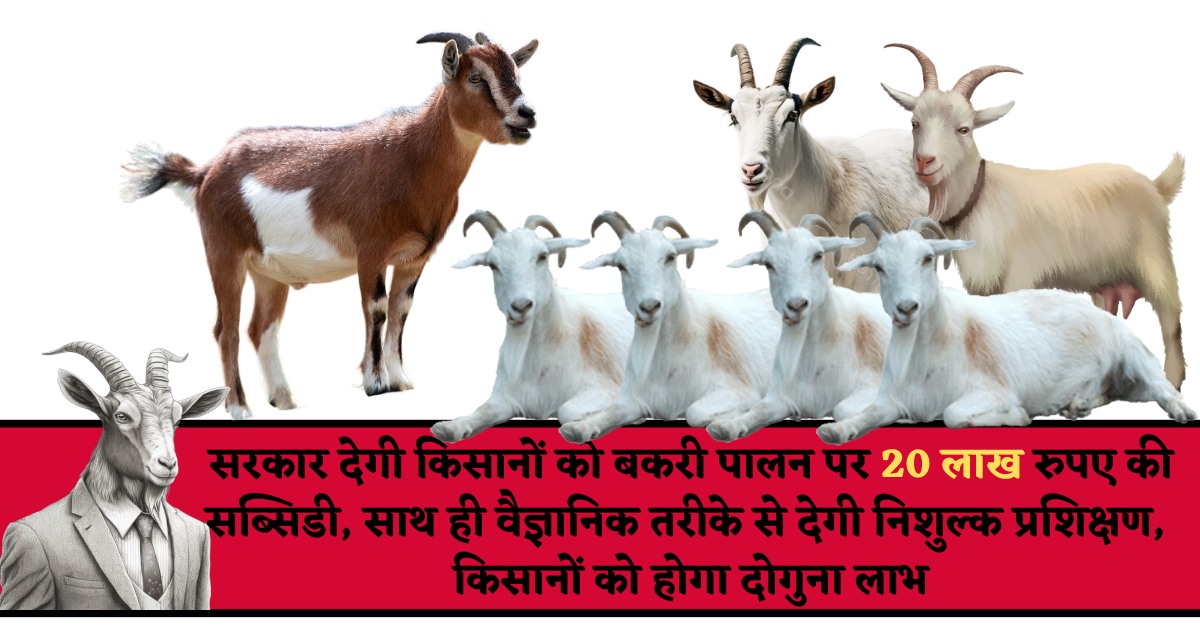 सरकार देगी किसानों को बकरी पालन पर 20 लाख रुपए की सब्सिडी, साथ ही वैज्ञानिक तरीके से देगी निशुल्क प्रशिक्षण, किसानों को होगा दोगुना लाभ